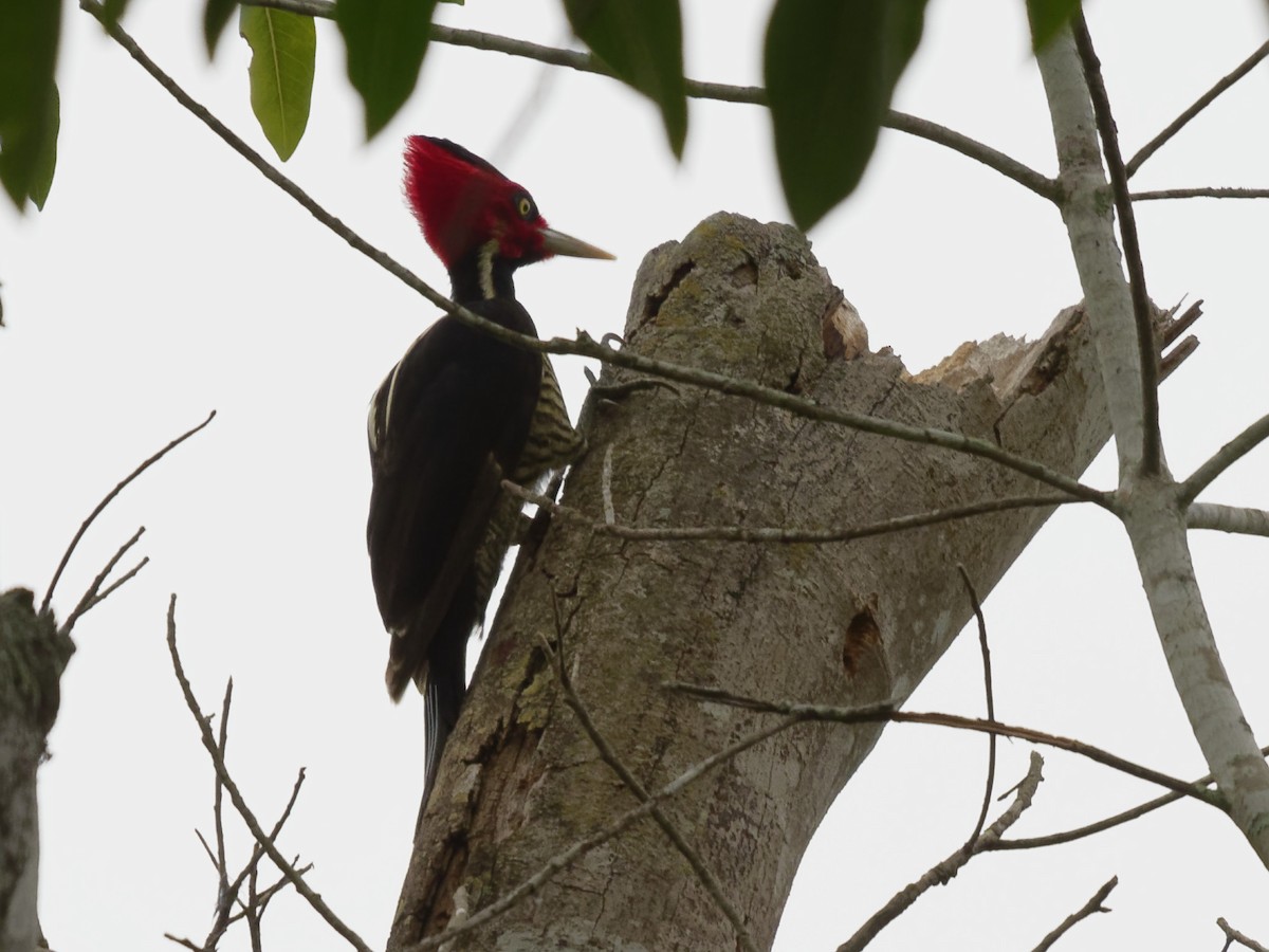 Pale-billed Woodpecker - Dina Perry