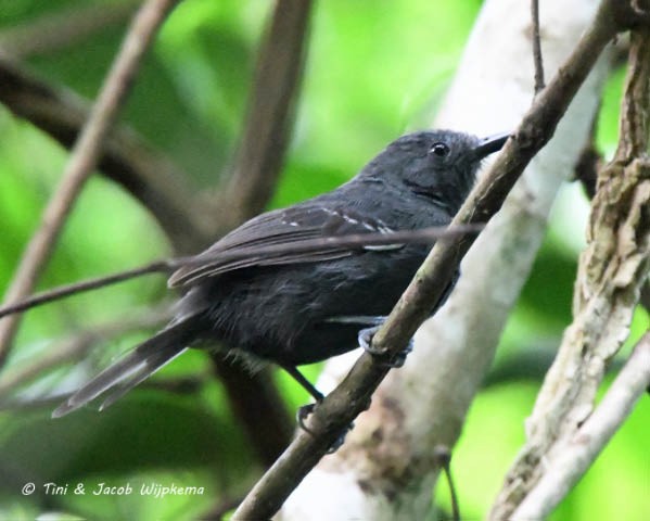 Blackish Antbird - ML197211511
