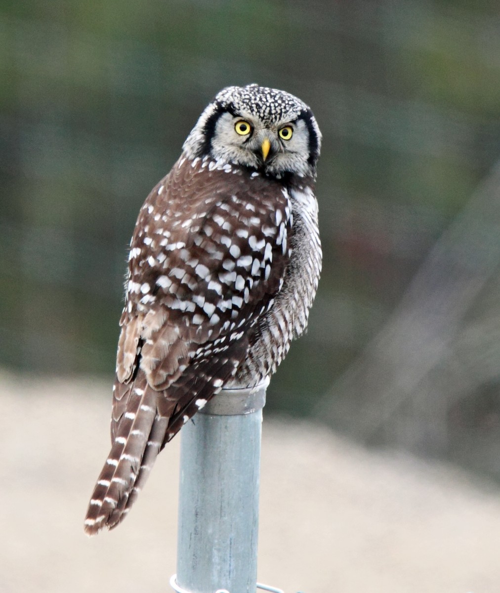 Northern Hawk Owl - Laure Wilson Neish