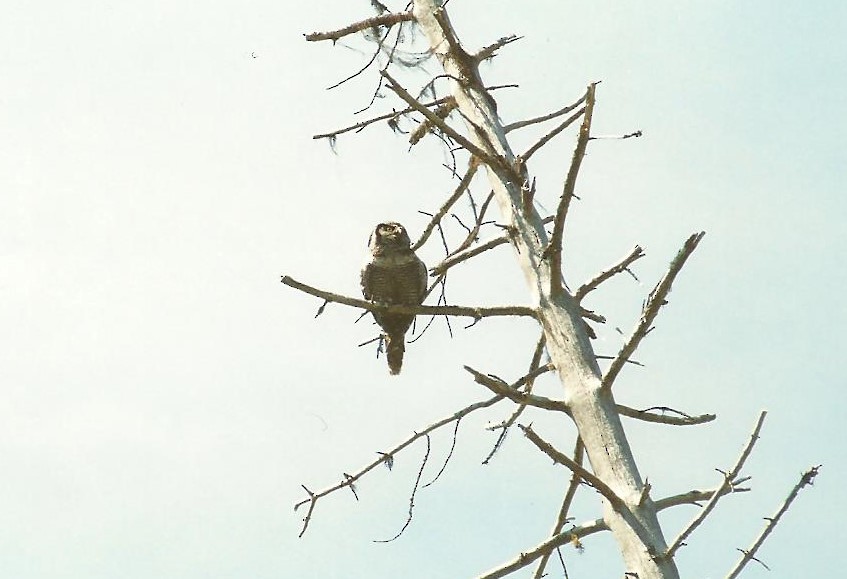 Northern Hawk Owl - Stephen Turner
