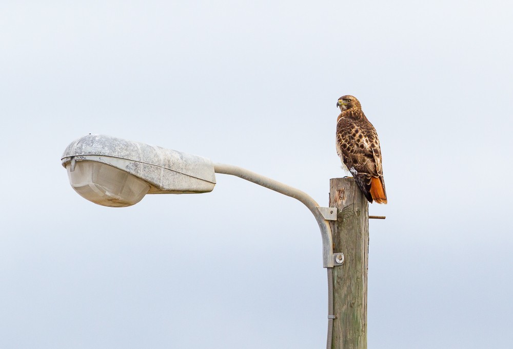 Red-tailed Hawk - ML197231921