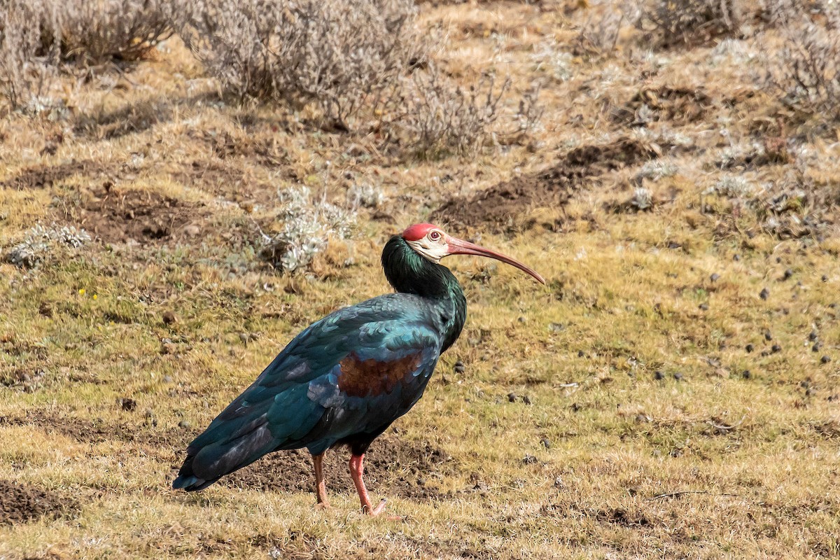 ibis jihoafrický - ML197238751