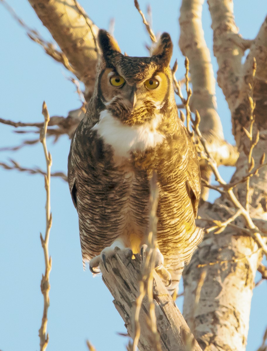 Great Horned Owl - ML197238941