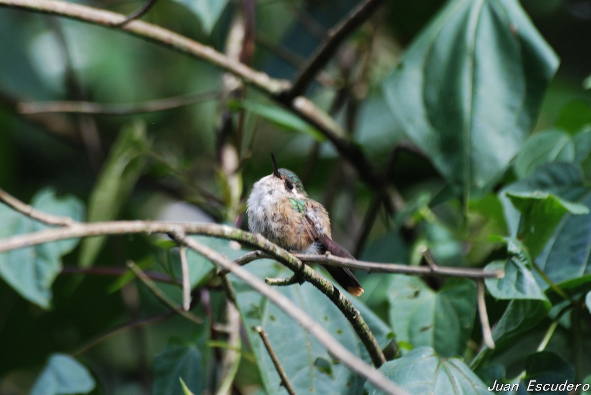 Speckled Hummingbird - Juan Escudero