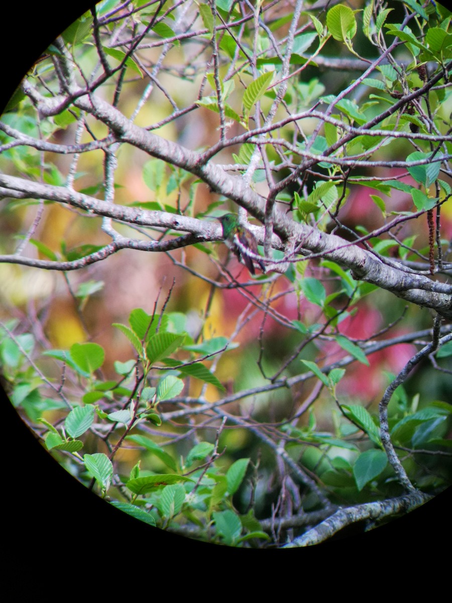 Snowy-bellied Hummingbird - Agniel Trejos