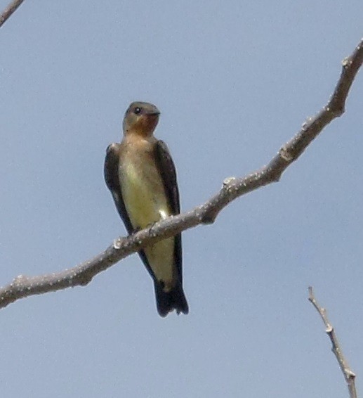 Southern Rough-winged Swallow - ML197251991