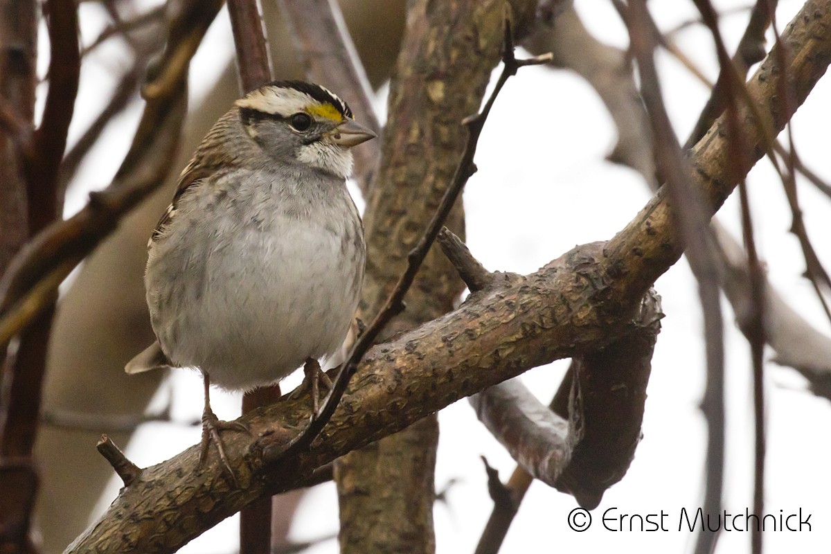 White-throated Sparrow - Ernst Mutchnick