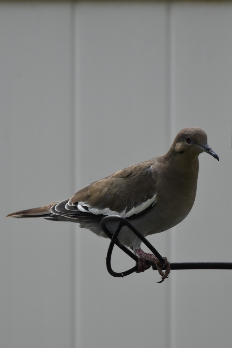 White-winged Dove - ML197256071
