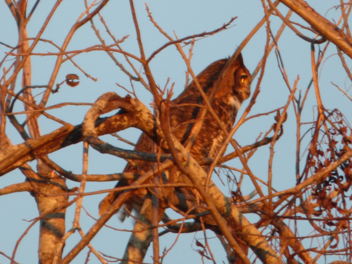 Great Horned Owl - ML197256591