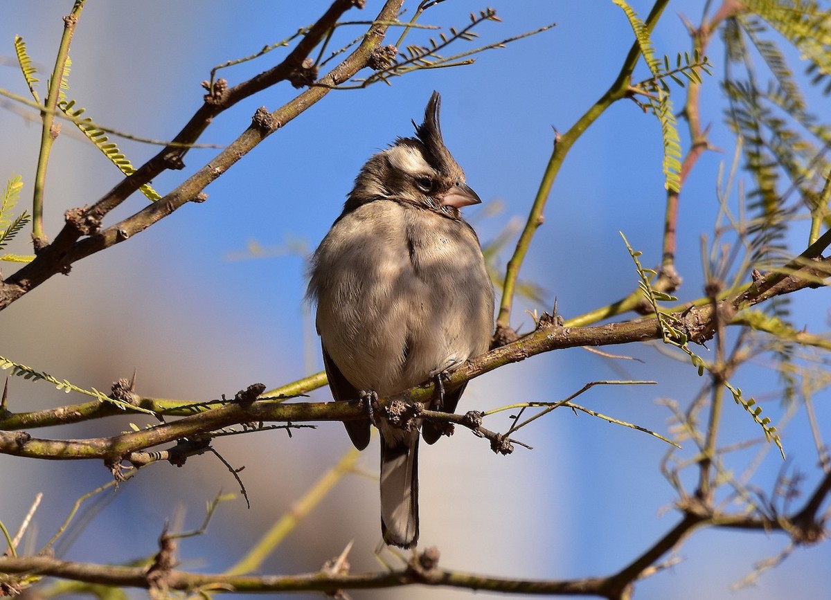 Black-crested Finch - ML197259931
