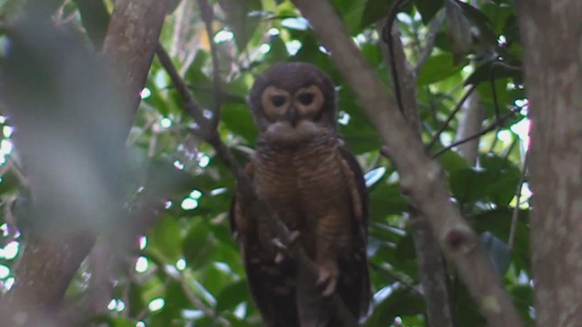 Spotted Wood-Owl - ML197263111