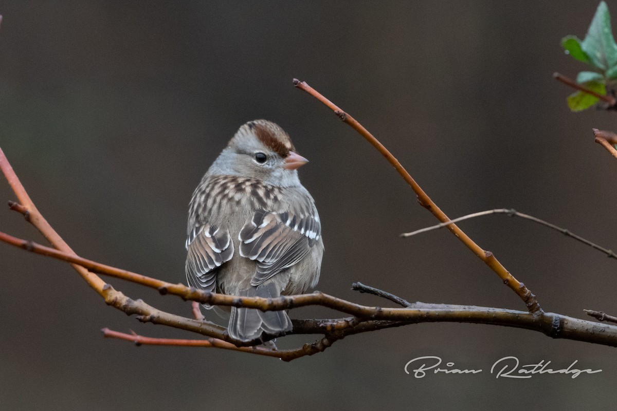 White-crowned Sparrow - ML197267471