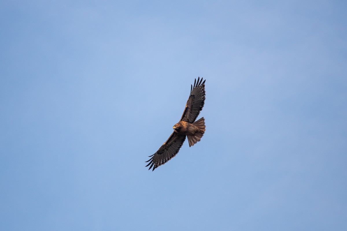 Red-tailed Hawk - John Leszczynski