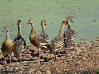 Plumed Whistling-Duck, ML197274071