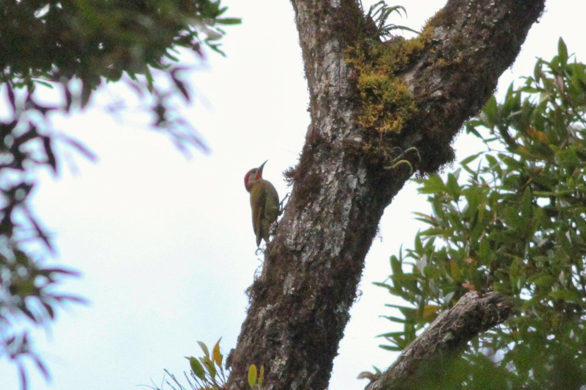 Golden-olive Woodpecker - ML197276131