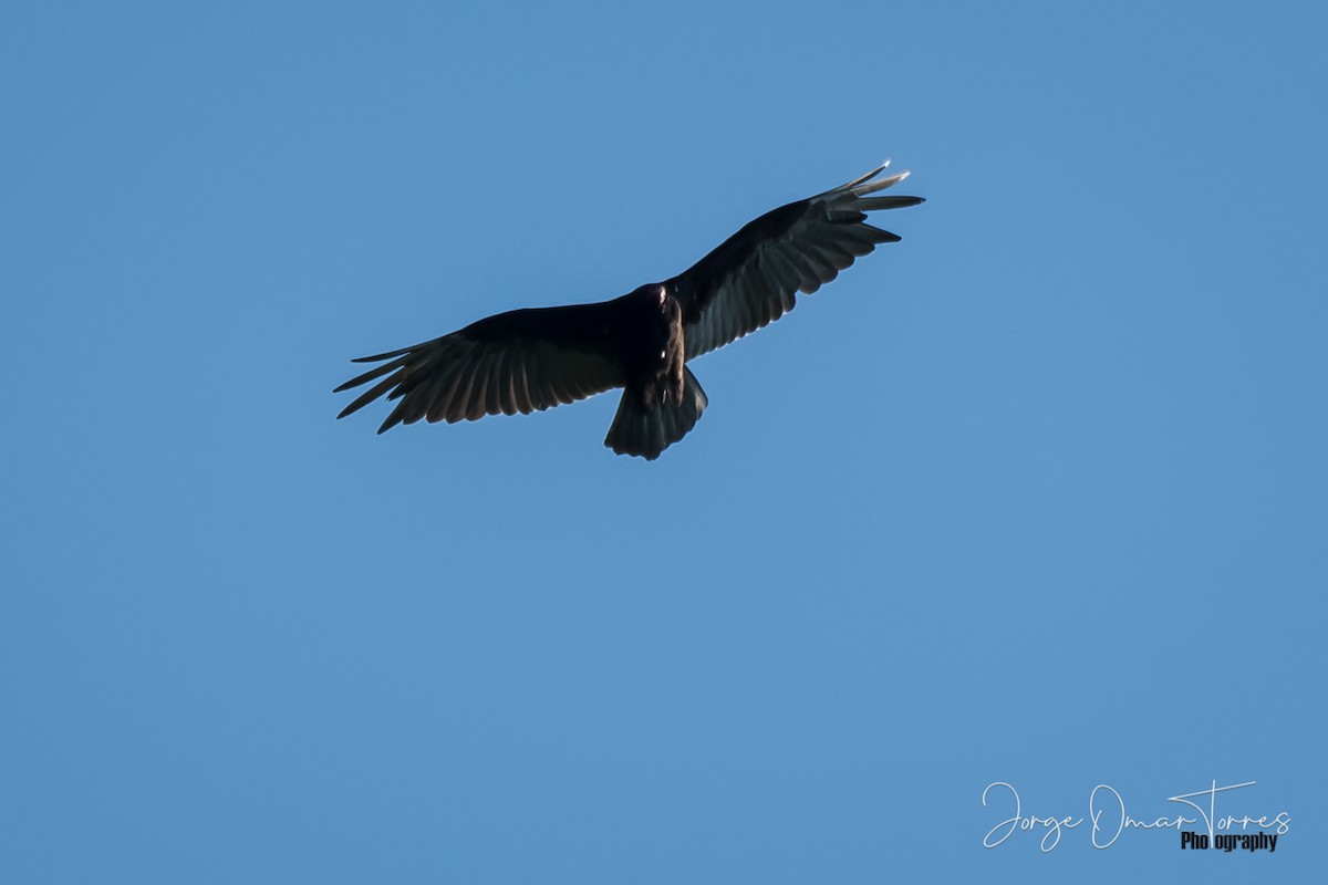 Turkey Vulture - Jorge Omar Torres