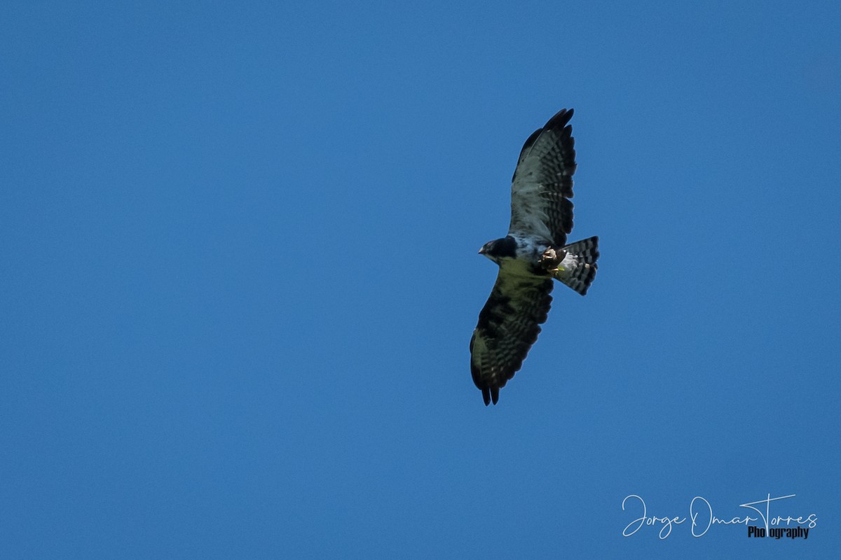 Short-tailed Hawk - Jorge Omar Torres