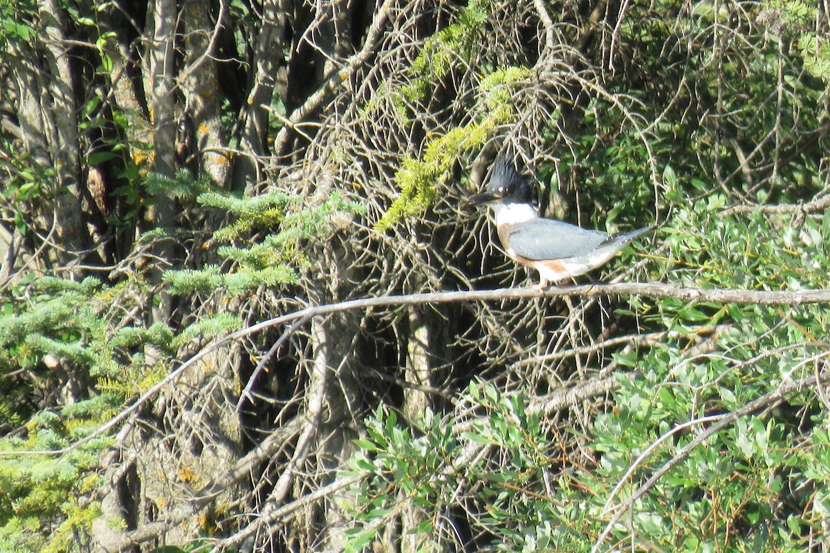 Belted Kingfisher - Kate A.