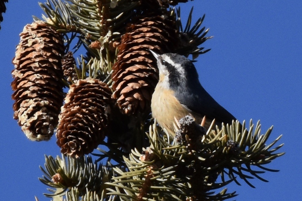 Red-breasted Nuthatch - Ryan Graves