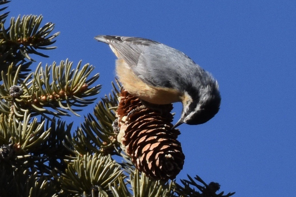 Red-breasted Nuthatch - ML197281151