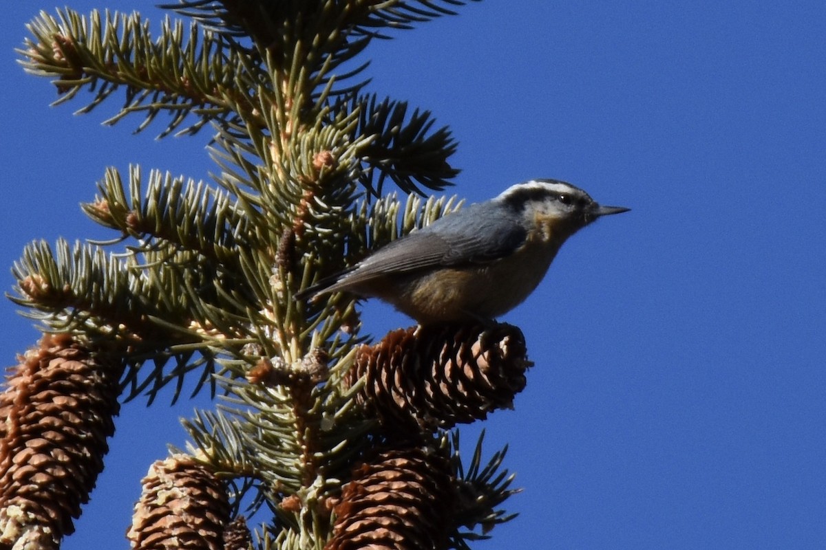 Red-breasted Nuthatch - ML197281161