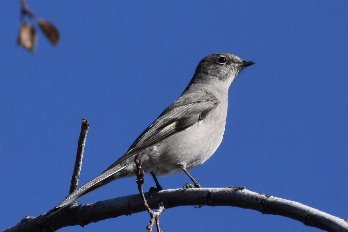 Townsend's Solitaire - ML197281351