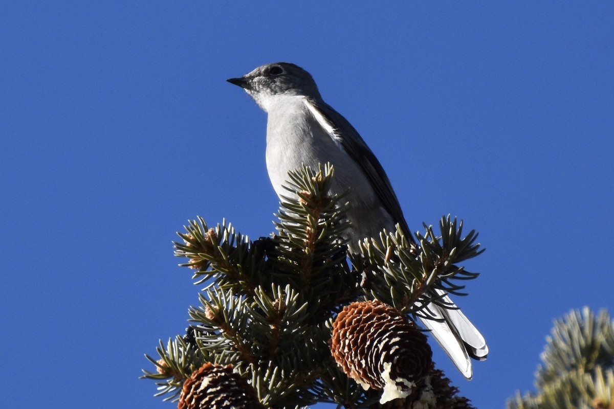 Townsend's Solitaire - ML197281361