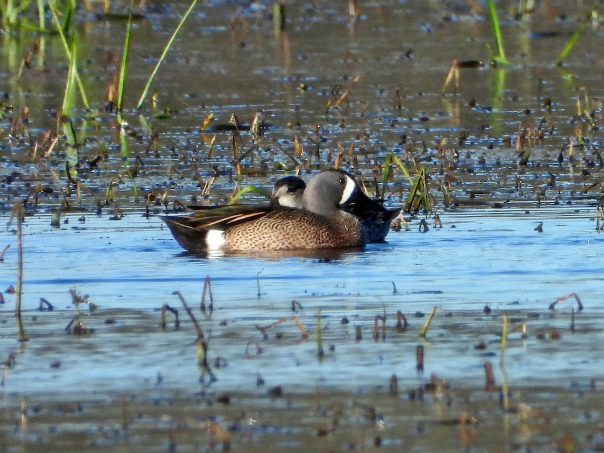 Blue-winged Teal - ML197285901