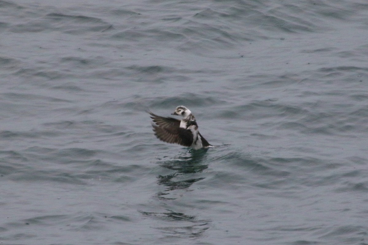 Long-tailed Duck - ML197288801