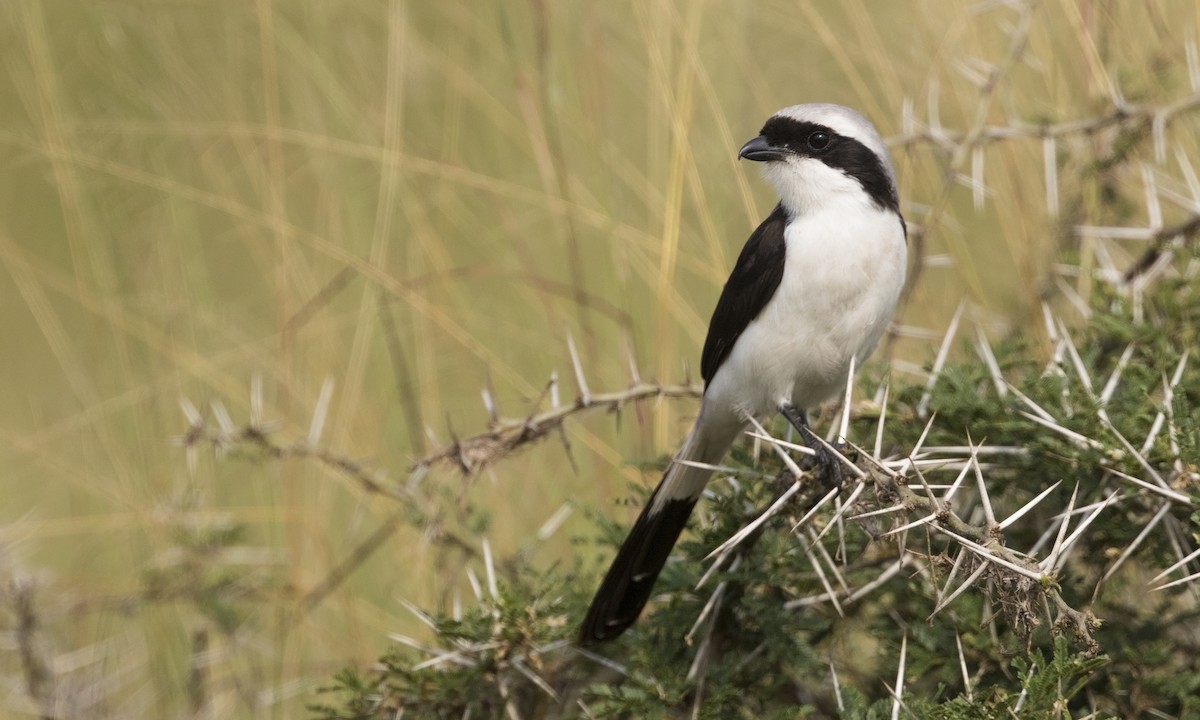 Gray-backed Fiscal - ML197292421