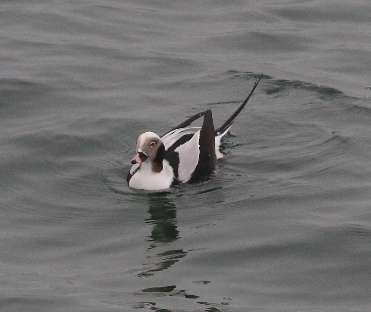 Long-tailed Duck - ML197292711