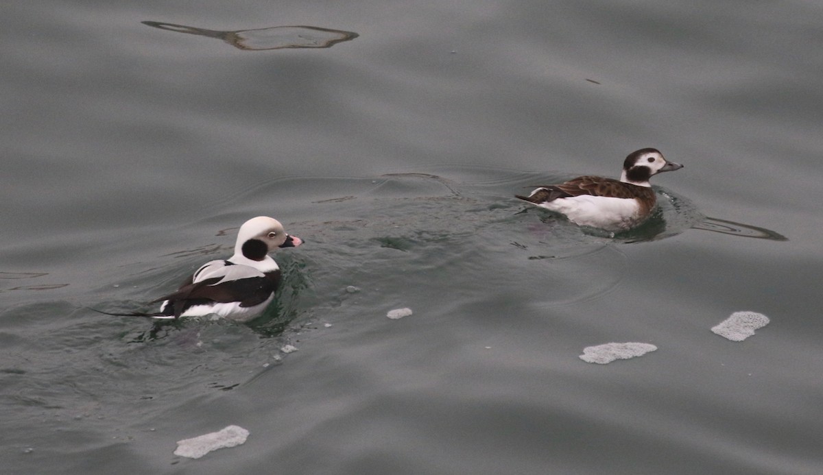 Long-tailed Duck - ML197292721
