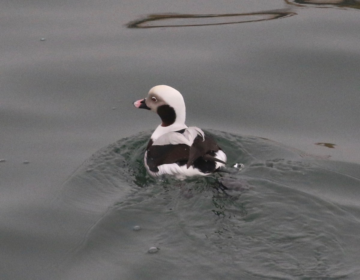 Long-tailed Duck - ML197292771