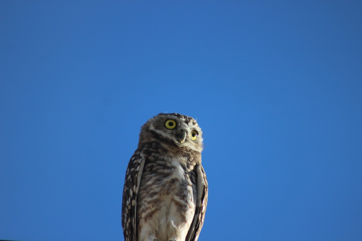 Burrowing Owl - ML197307111