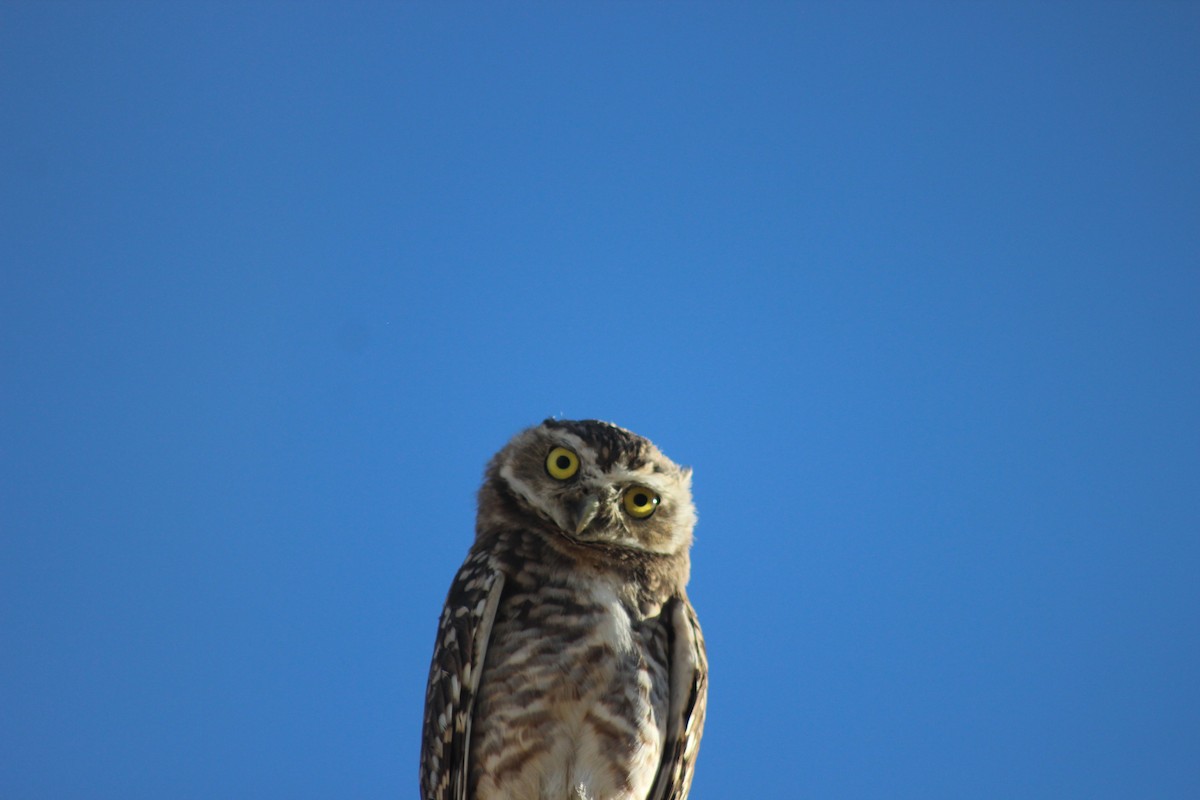 Burrowing Owl - ML197307131