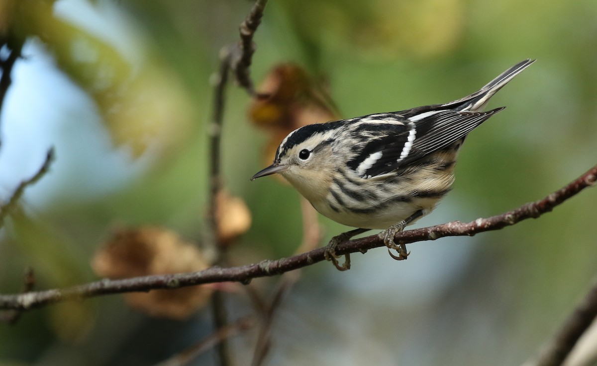 Black-and-white Warbler - ML197310771