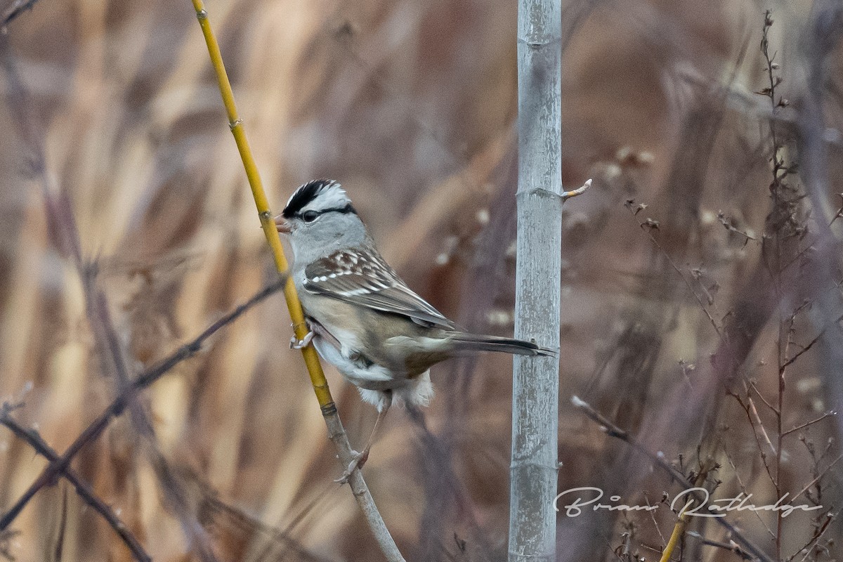 White-crowned Sparrow - Brian Ratledge
