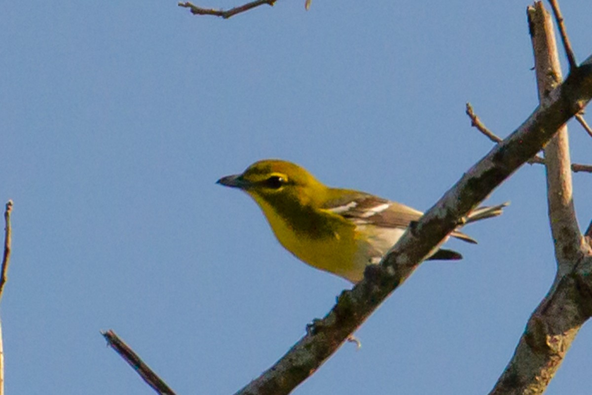 Yellow-throated Vireo - Dasha Gudalewicz