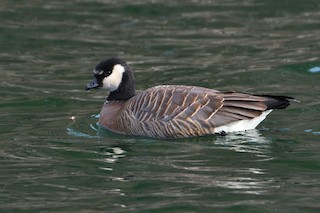 Cackling Goose, ML197331461
