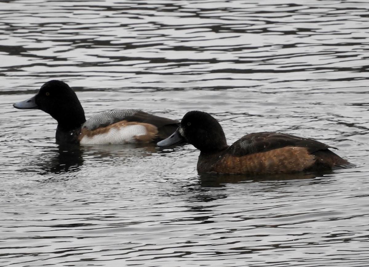 Greater Scaup - ML197332631