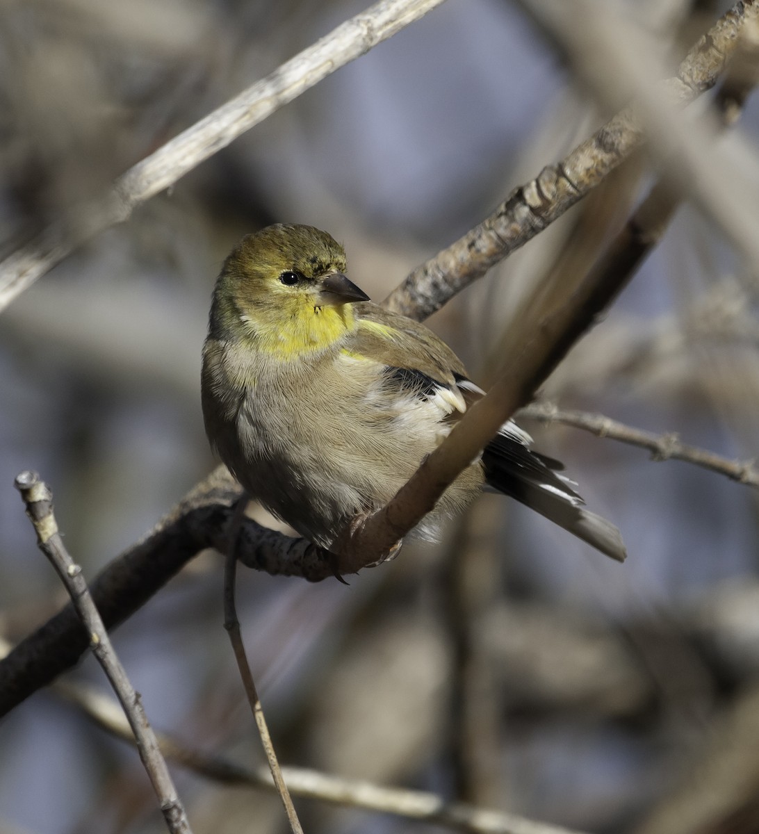American Goldfinch - Wes Stone