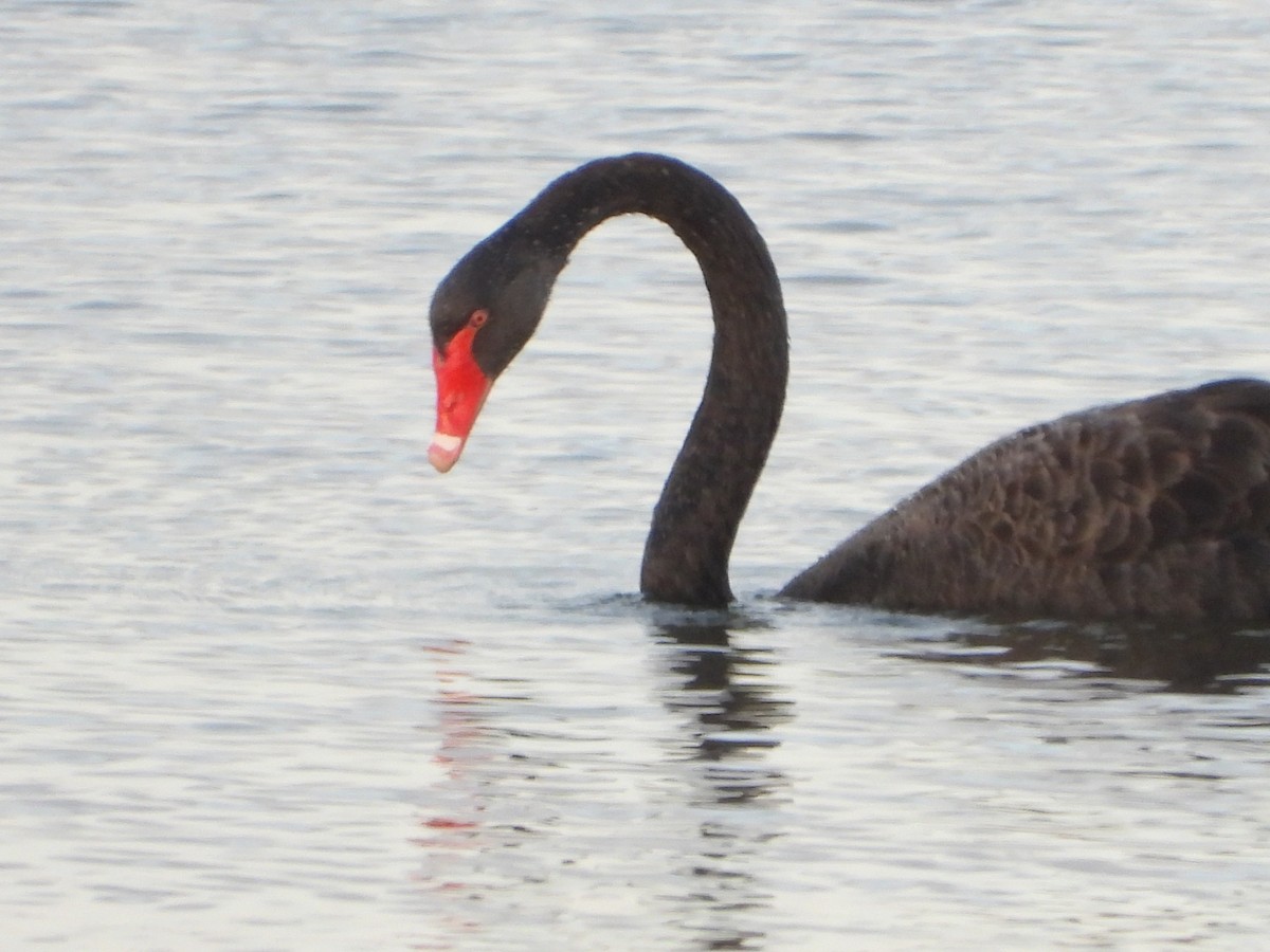 Black Swan - ML197337701