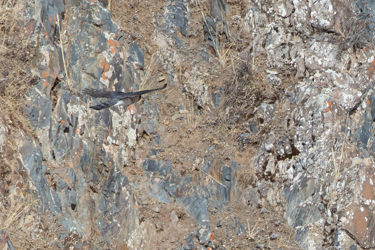 Eurasian Sparrowhawk - ML197338801