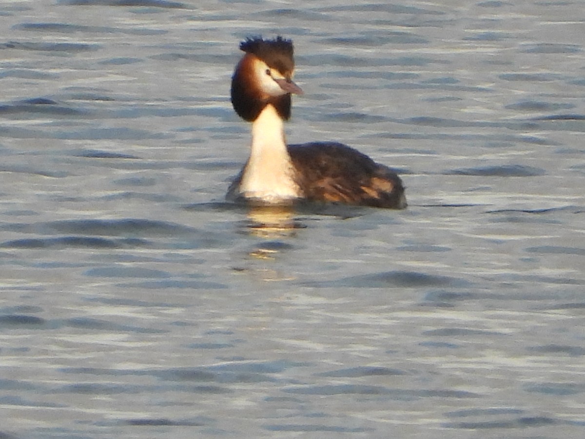Great Crested Grebe - ML197338871