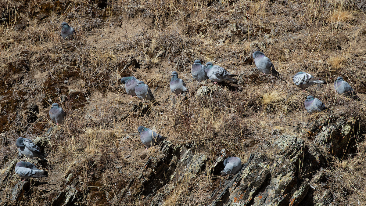Pigeon des rochers - ML197339161