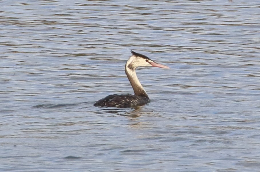 Great Crested Grebe - ML197339621