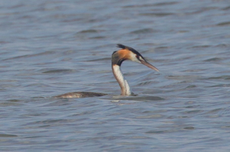 Great Crested Grebe - ML197339751