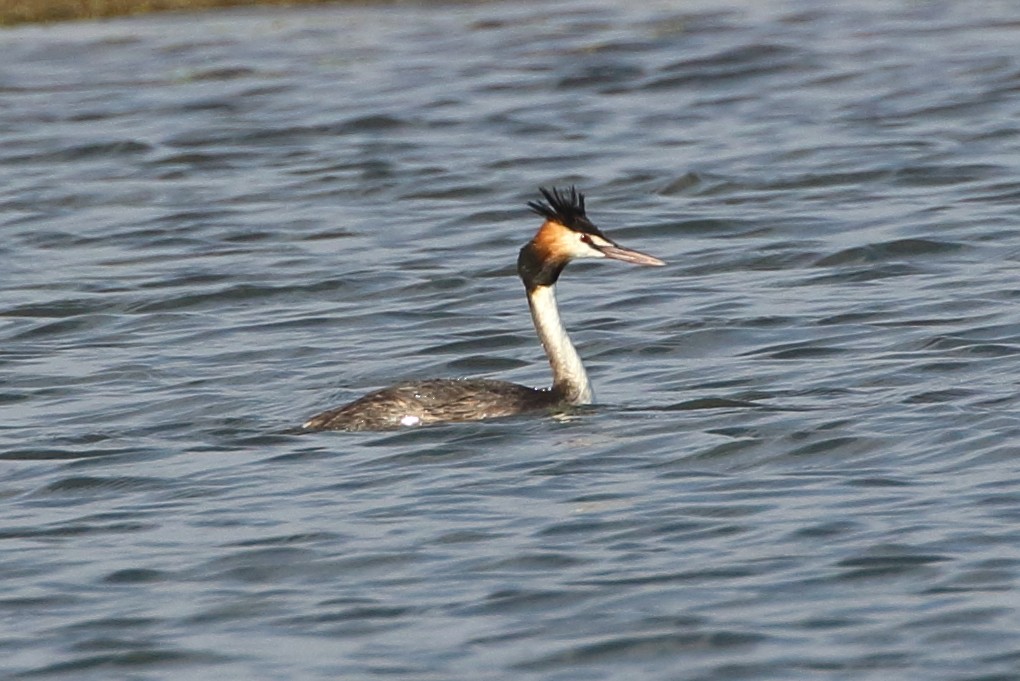 Great Crested Grebe - ML197339771
