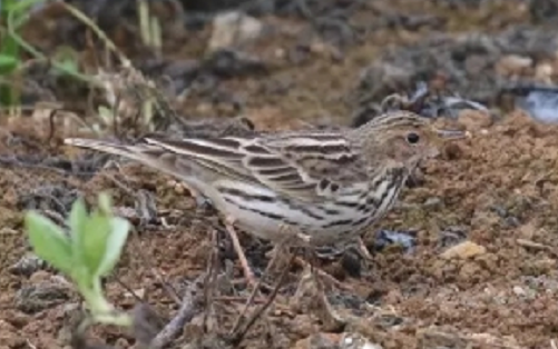 Red-throated Pipit - ML197342381
