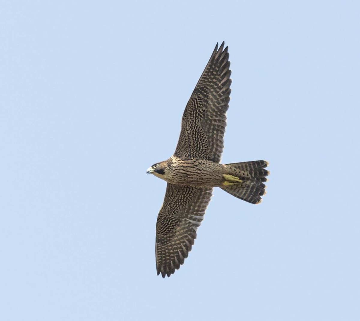 Peregrine Falcon (Australian) - David Sinnott